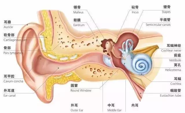 神秘耳朵揭秘，探索耳朵的奥秘