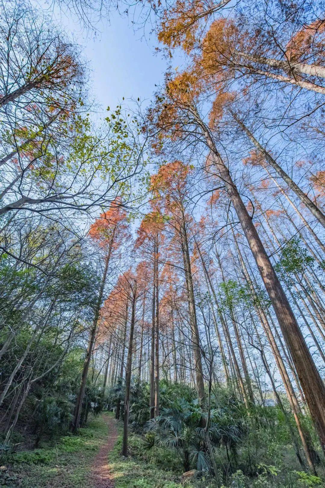 层林叠翠的美景，二年级上册的自然探索之旅