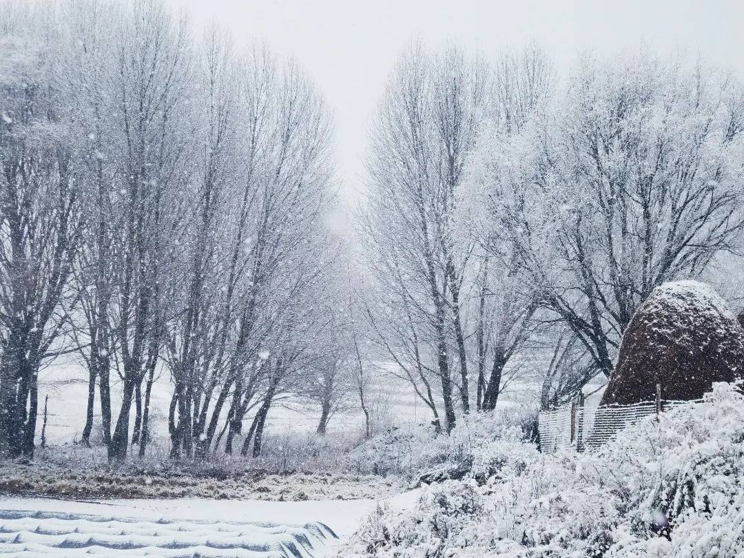 探寻2025年一月雪季奇迹，何时迎来降雪？