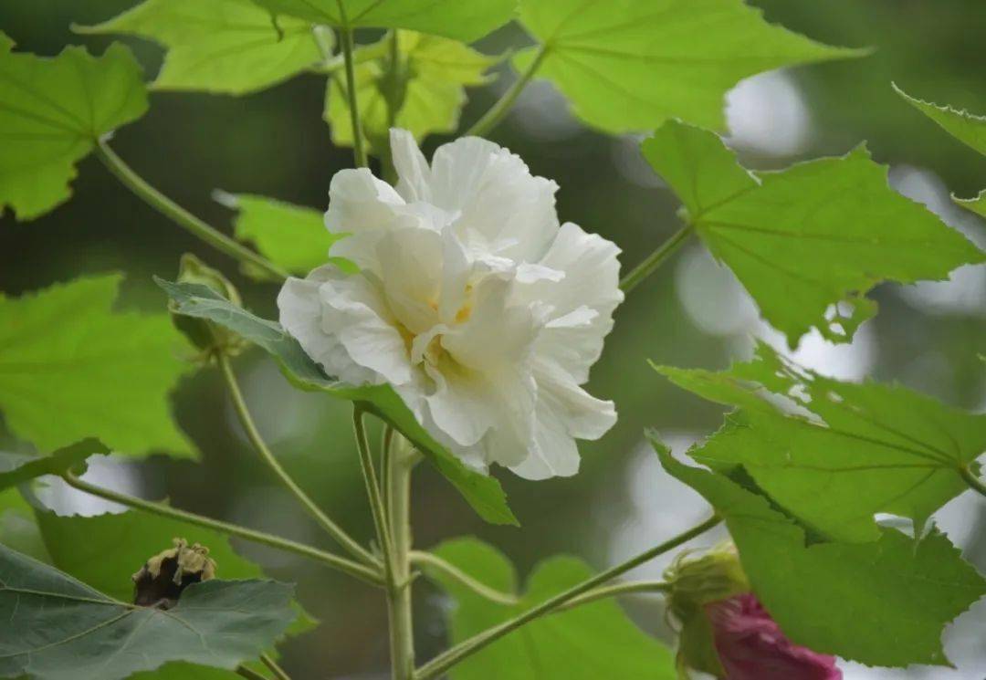 生机勃勃的草木世界