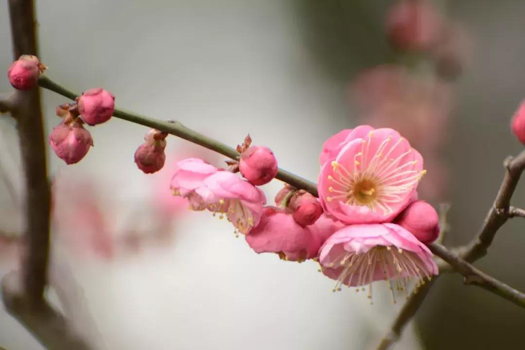 四字成语展现生机勃勃茂盛的景象