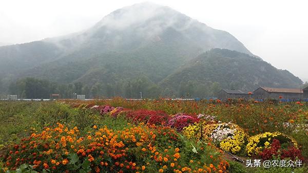 北京市村委会的角色与影响力