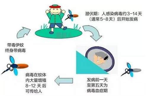 广州登革热预警与应对策略，2024年的挑战与准备