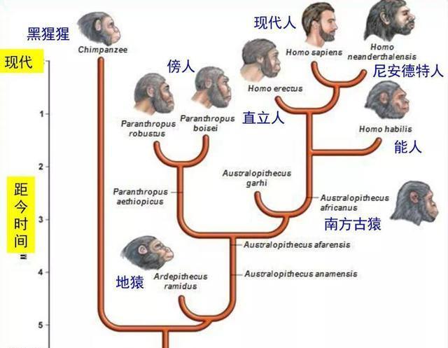 探究新冠病毒起源、影响及应对之道，揭秘疫情背后的真相与策略