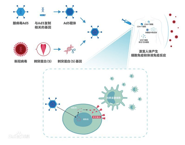 新冠疫情背后的病毒本质探究