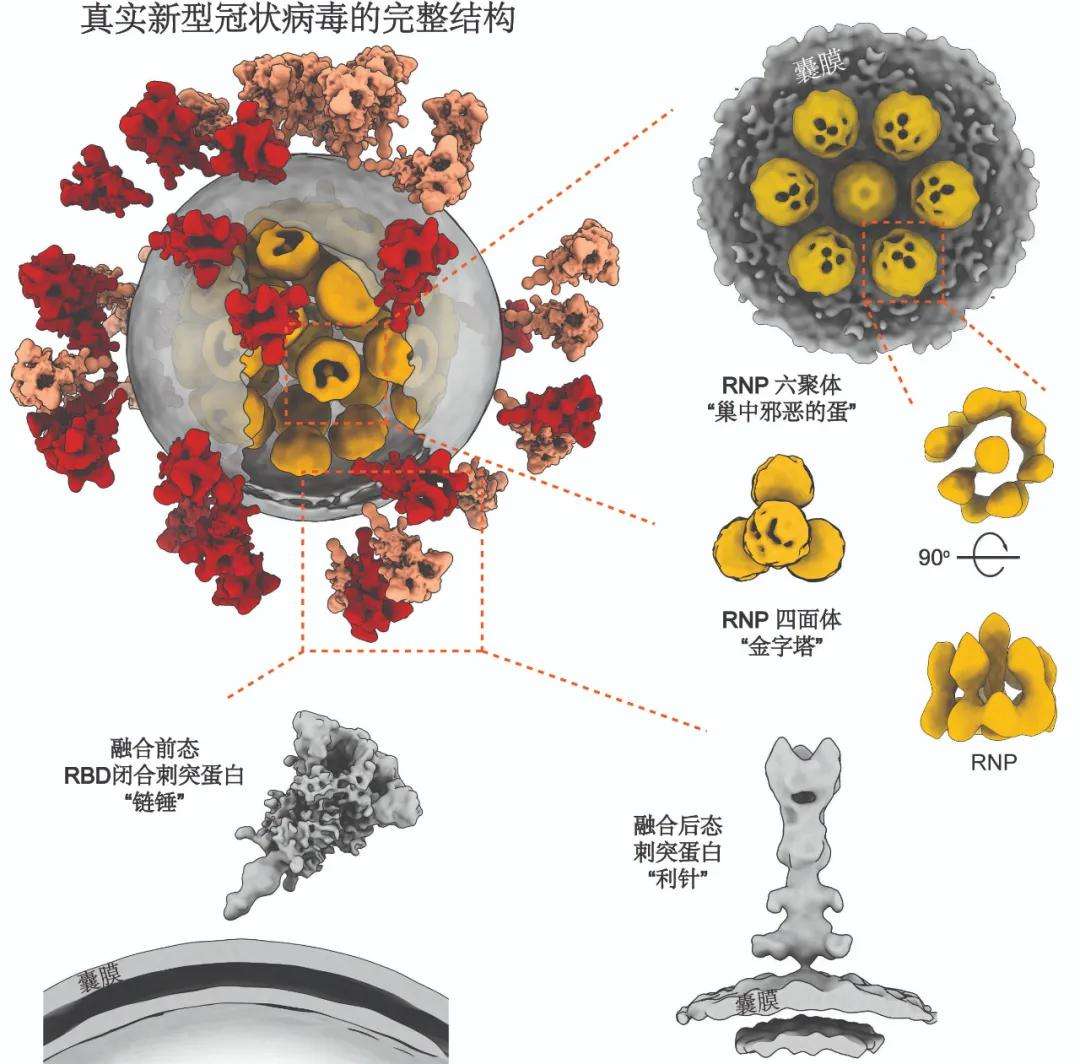 新冠疫情背后的病毒本质探究