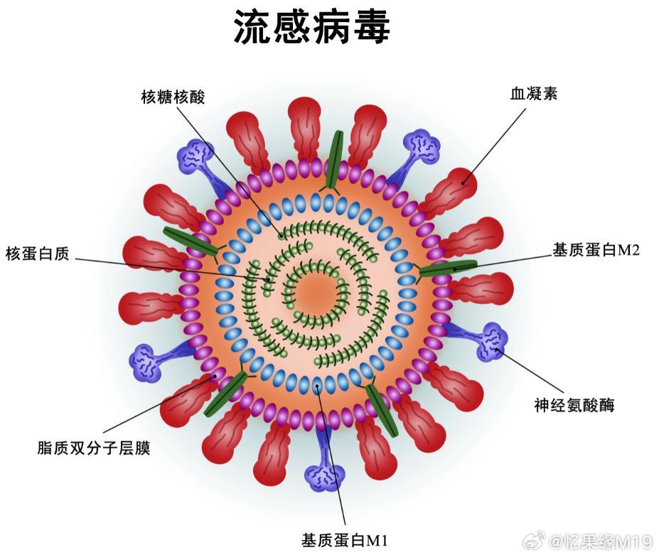 疫情病毒名称揭秘，病毒影响深度剖析