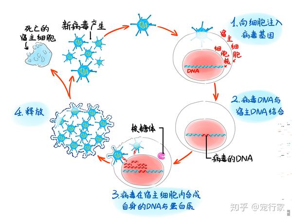 疫情病毒简介，从未知到认知的过程