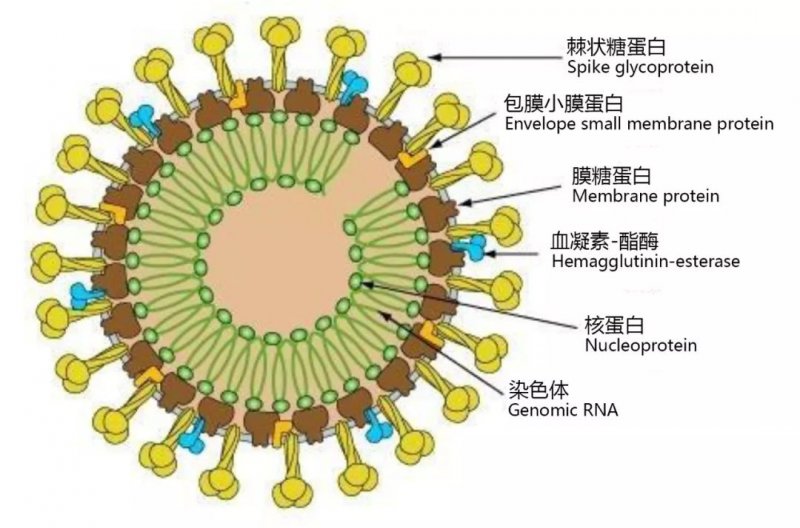 疫情病毒简介，从未知到认知的过程