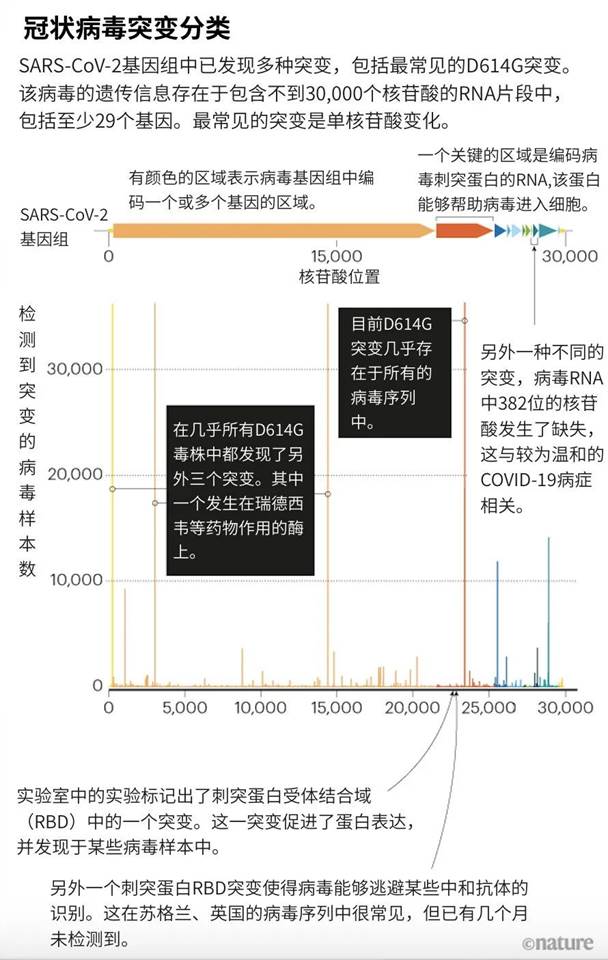 揭秘，新冠病毒名称及其影响回顾与剖析