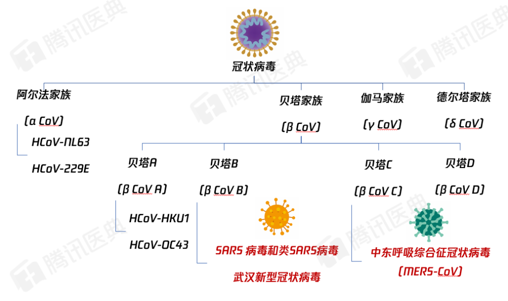 疫情病毒种类全面概览