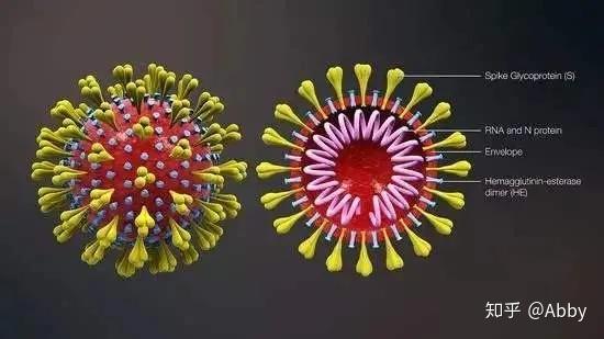 疫情病毒名字解析及其特点研究