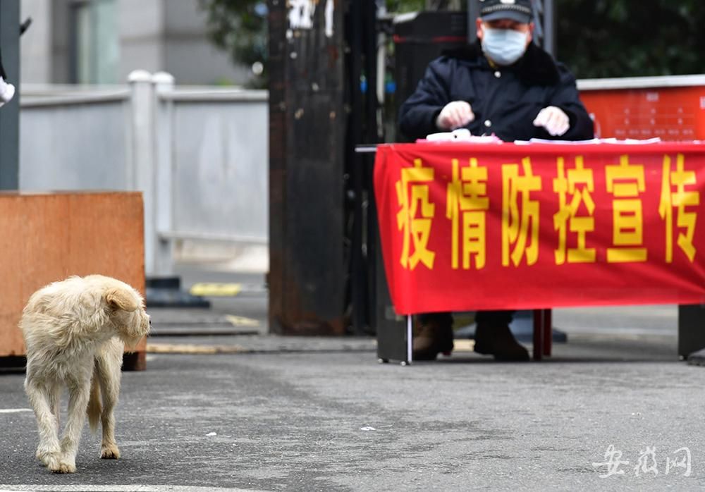 疫情下的合肥事件，城市应对与公众力量的展现