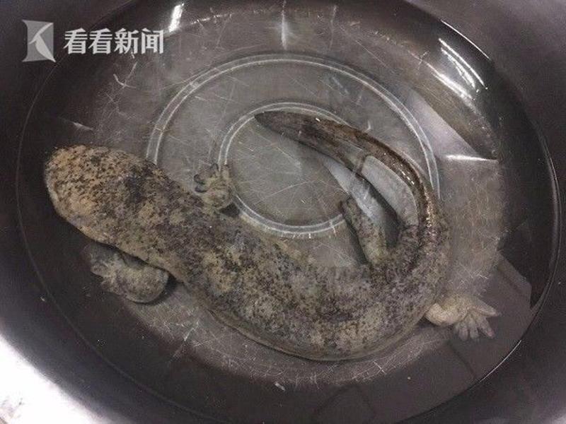 上海闵行区发现珍稀娃娃鱼身影