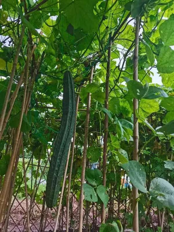 疫情下的江西与重庆，封城措施与应对策略探析