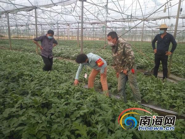 广东省疫情防疫组，筑牢防线，守护南国健康之门
