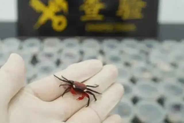 澳门回南京最新政策解析，入境要求、隔离措施与注意事项