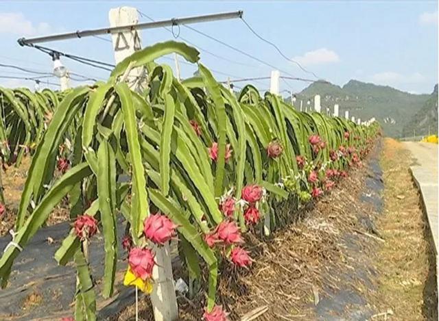 广西哪里可以接种北京生物疫苗？详细接种点指南