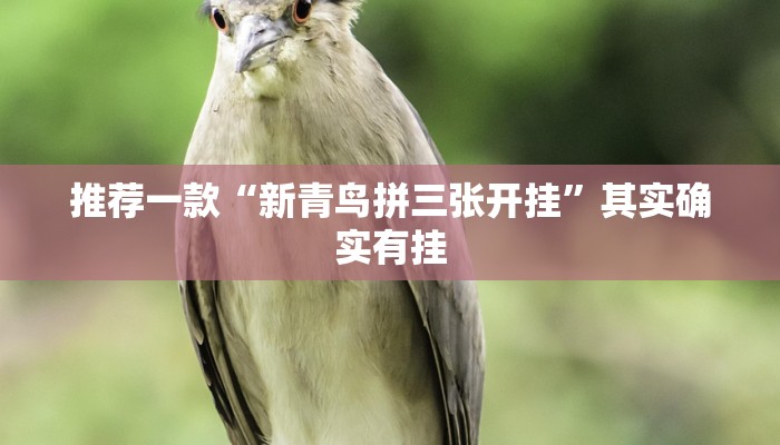 推荐一款“新青鸟拼三张开挂”其实确实有挂